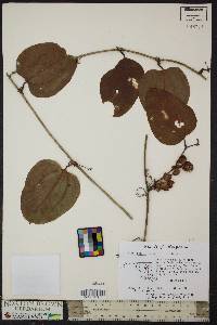 Smilax walteri image