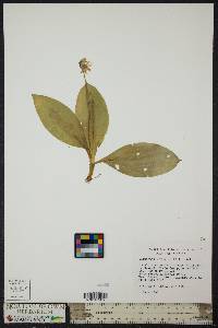 Clintonia borealis image