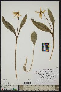 Erythronium albidum image