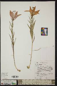 Lilium philadelphicum image