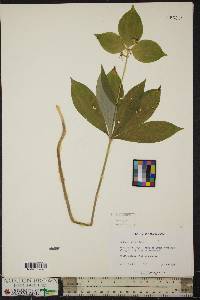 Medeola virginiana image