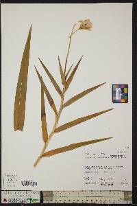 Arundina graminifolia image