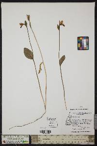 Pogonia ophioglossoides image