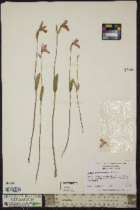 Pogonia ophioglossoides image