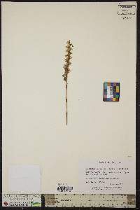 Spiranthes odorata image