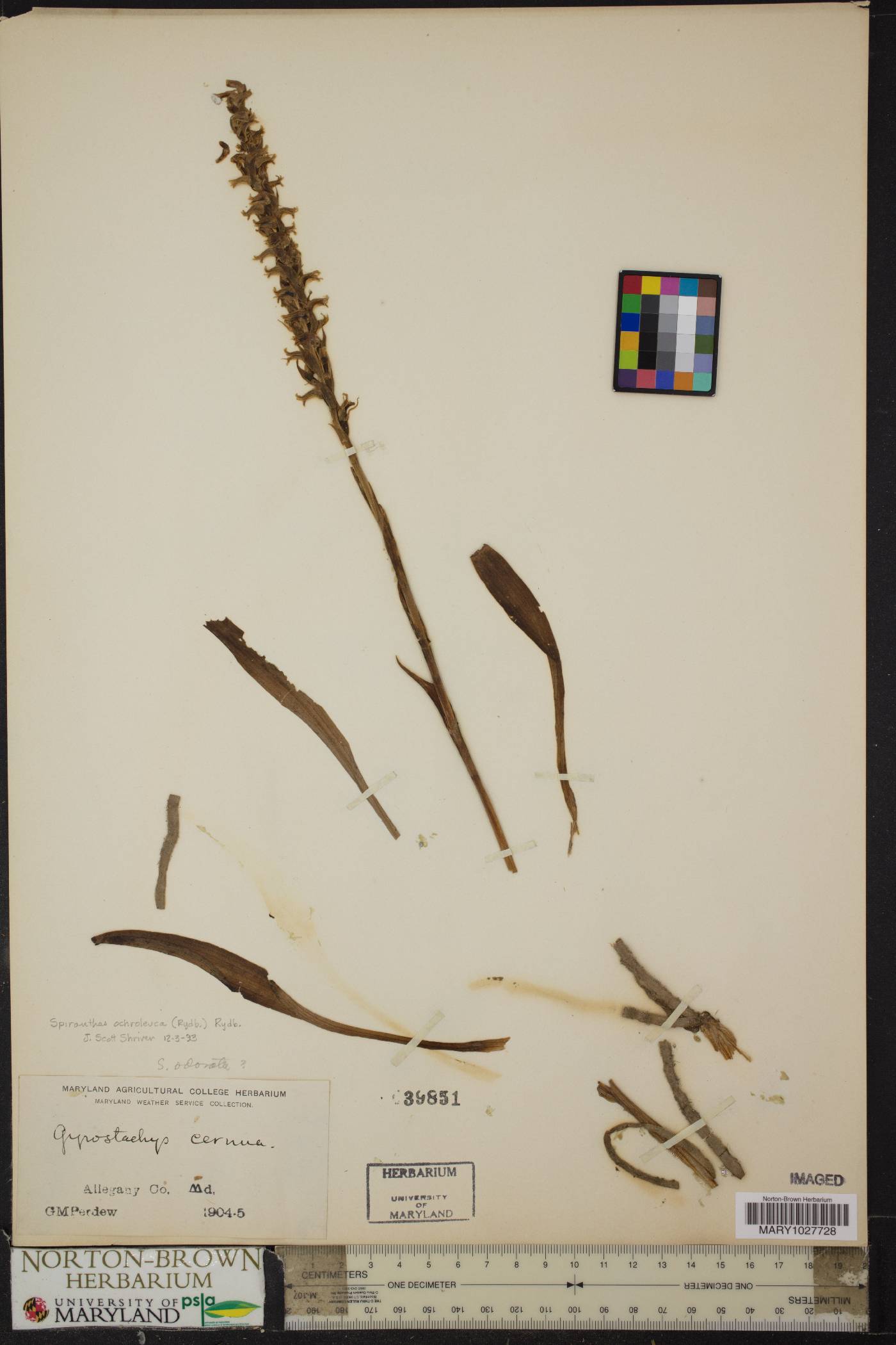 Spiranthes ochroleuca image