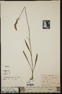 Spiranthes vernalis image