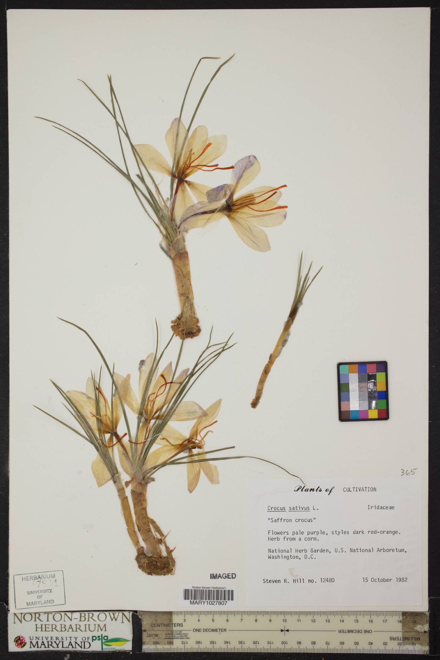 Crocus sativus image