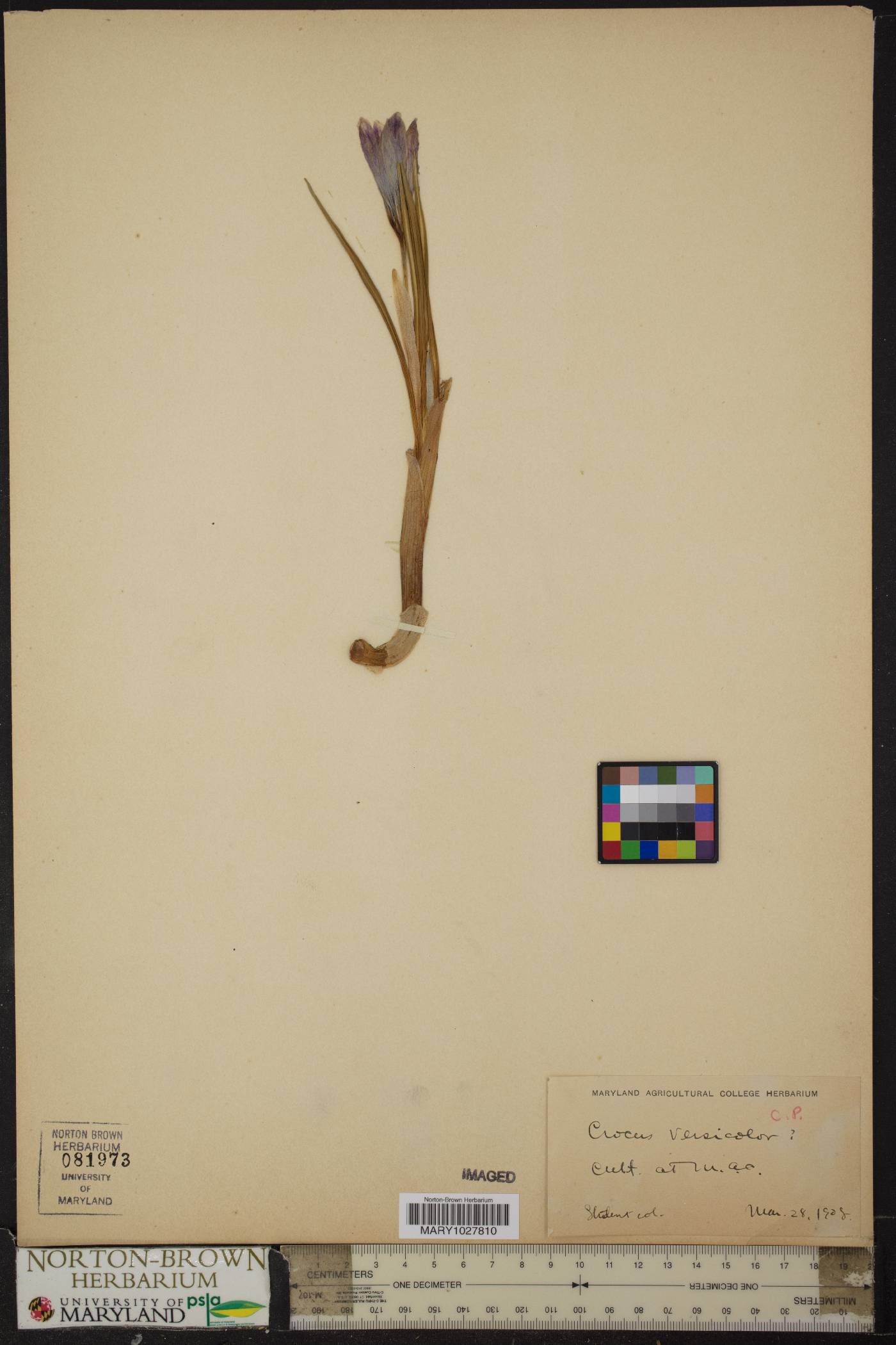 Crocus versicolor image