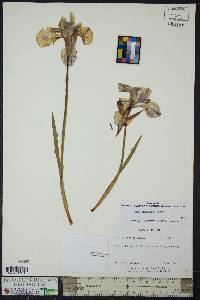 Iris prismatica image