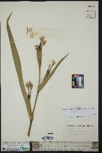 Iris pseudacorus image