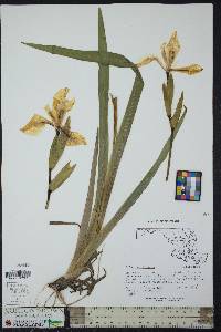 Iris pseudacorus image