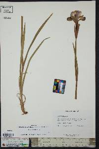 Iris virginica image