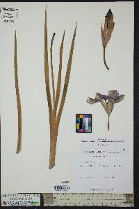 Iris virginica image