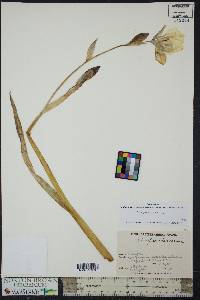 Iris pseudacorus image