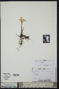 Iris verna image