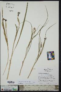 Nemastylis geminiflora image