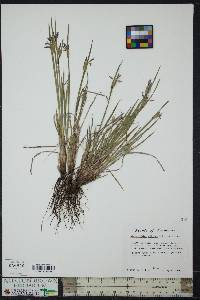 Sisyrinchium albidum image