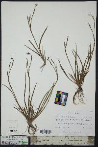 Sisyrinchium atlanticum image