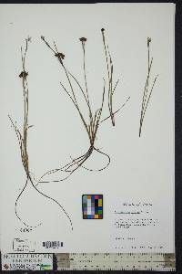 Sisyrinchium biforme image