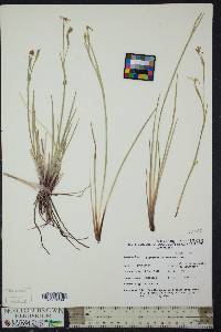 Sisyrinchium funereum image