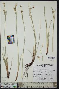 Sisyrinchium funereum image