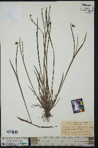 Sisyrinchium gramineum image