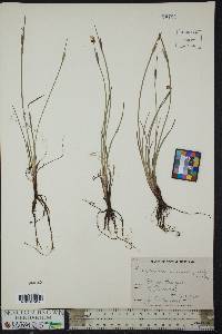 Sisyrinchium mucronatum image