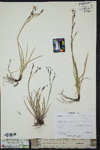 Sisyrinchium atlanticum image