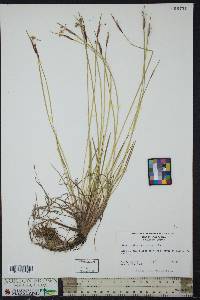 Sisyrinchium mucronatum image