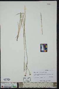 Sisyrinchium radicatum image