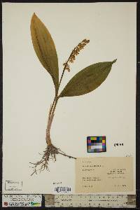 Convallaria majalis image