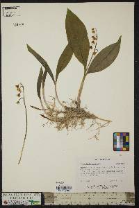 Convallaria majalis image