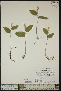 Maianthemum canadense image