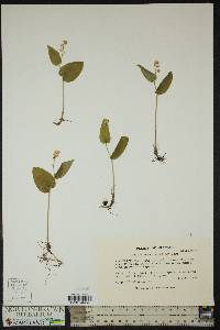 Maianthemum canadense image