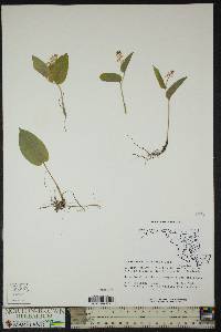 Maianthemum canadense image