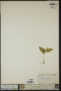 Maianthemum canadense image