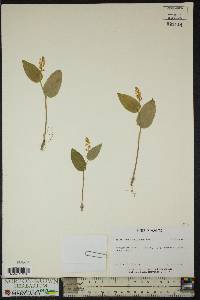 Maianthemum canadense image