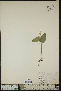 Maianthemum canadense image