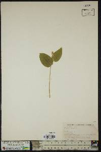 Maianthemum canadense image