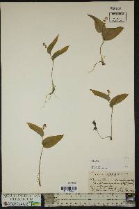 Maianthemum canadense image