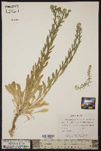 Lepidium campestre image