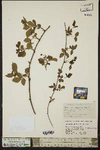 Rubus procumbens image