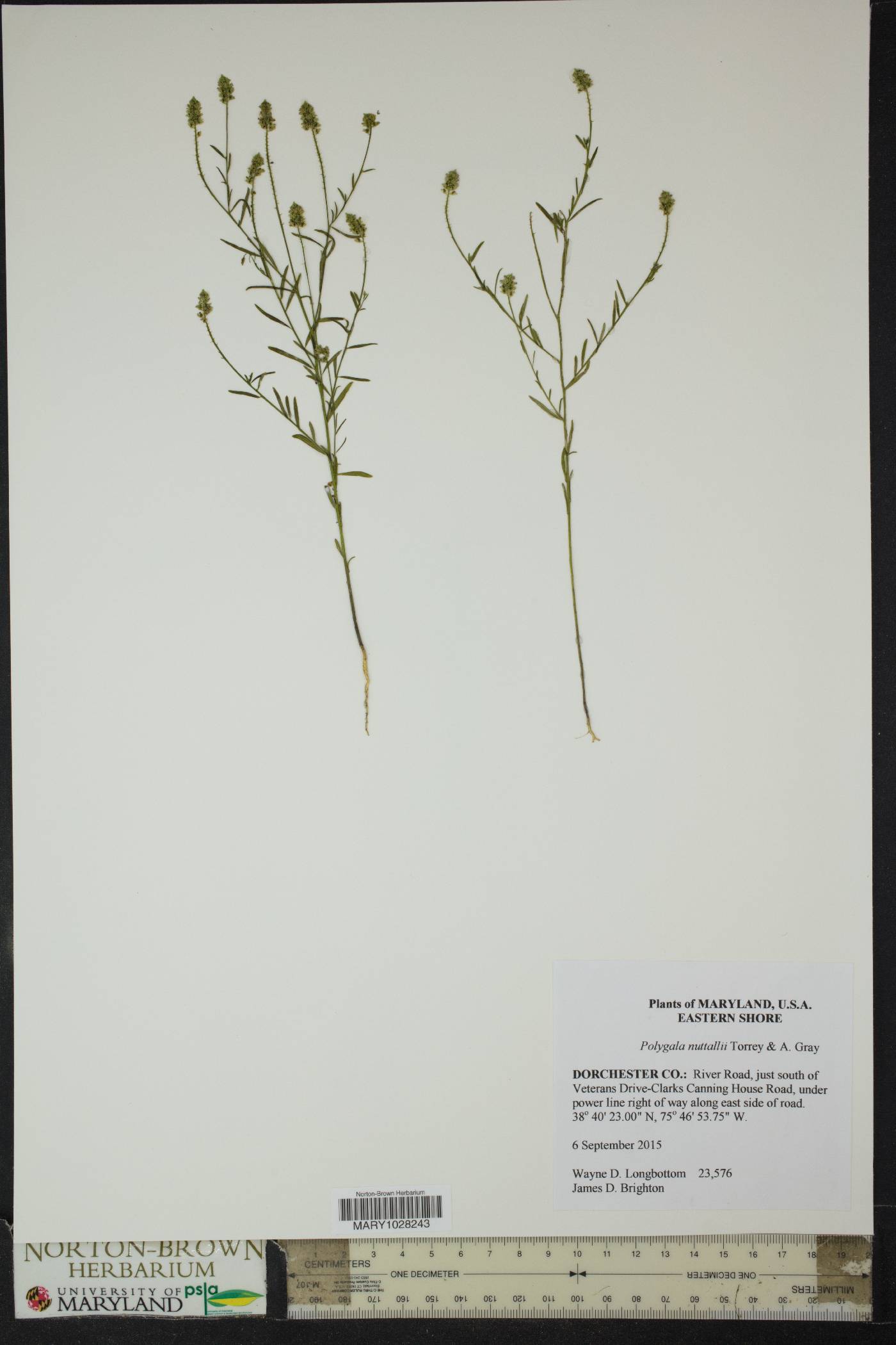 Polygala nuttallii image