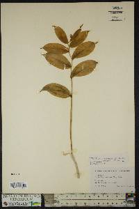 Maianthemum racemosum subsp. racemosum image