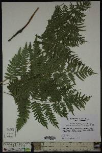 Pteridium aquilinum subsp. pseudocaudatum image