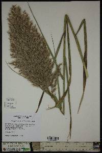 Phragmites australis image