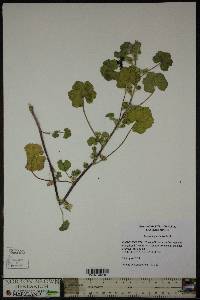 Malva neglecta image