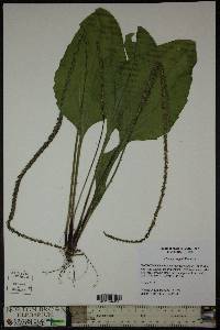 Plantago rugelii image