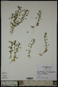 Veronica persica image